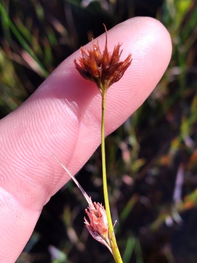 Rhynchospora harperi, photographed by Scott Ward