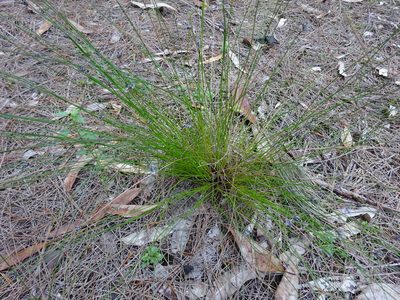Schoenus ericetorum, photographed by Gary Williams