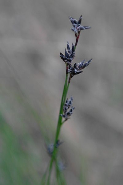 Schoenus ericetorum, photographed by Gary Williams