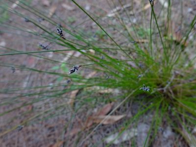 Schoenus ericetorum, photographed by Gary Williams