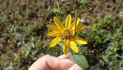 Helianthus divaricatus, photographed by John Abrams