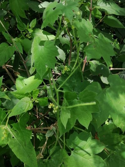 Gronovia scandens, photographed by Erick Vélez Sánchez