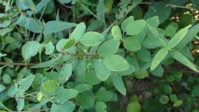 Desmodium marilandicum, photographed by John Abrams