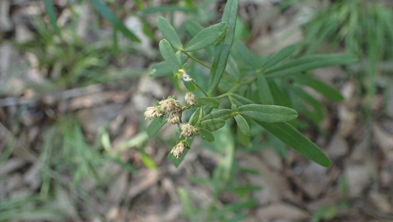 Sericocarpus linifolius, photographed by John Abrams