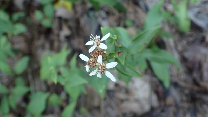 Sericocarpus caespitosus, photographed by John Abrams