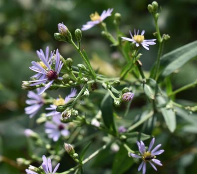 Symphyotrichum ciliolatum, photographed by Eric Lamb