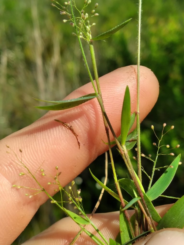 Dichanthelium leucothrix, photographed by Scott Ward