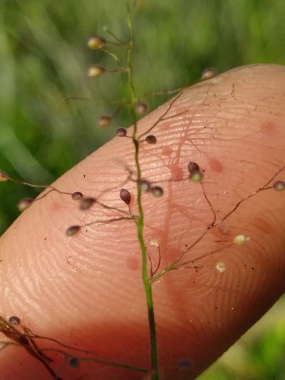 Dichanthelium leucothrix, photographed by Scott Ward