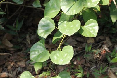 Diploclisia glaucescens, photographed by Agnes Trekker