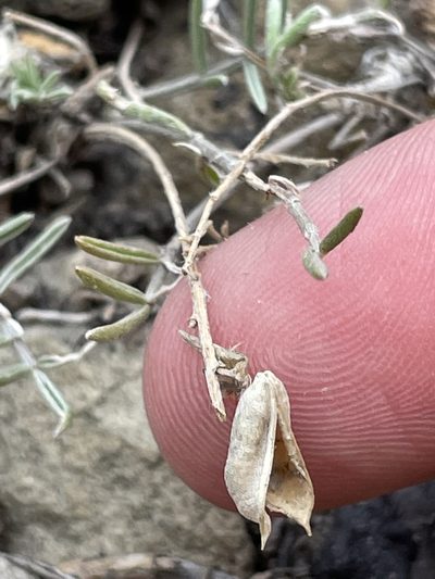 Astragalus flavus, photographed by Bobby McCabe