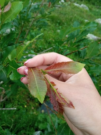Salix silesiaca, photographed by Adam Śliż
