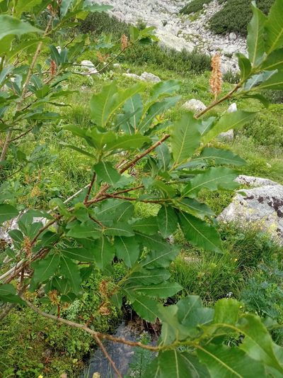 Salix silesiaca, photographed by Adam Śliż