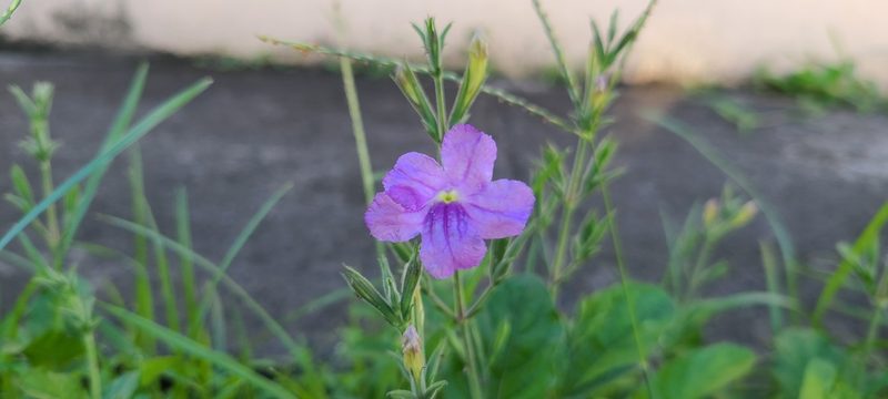 Ruellia ciliatiflora, photographed by ritirene