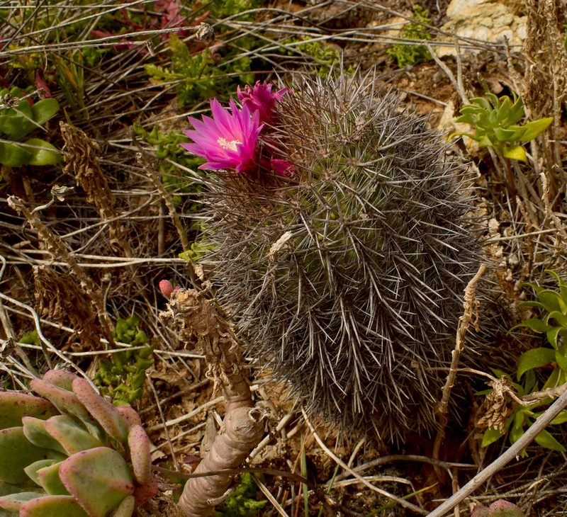 Eriosyce chilensis, photographed by Nicolás Villaseca Merino