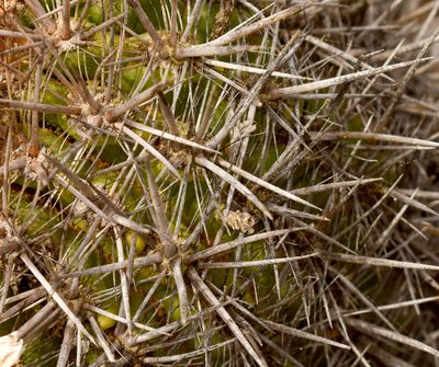 Eriosyce chilensis, photographed by Nicolás Villaseca Merino