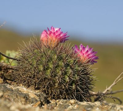 Eriosyce subgibbosa, photographed by Nicolás Villaseca Merino
