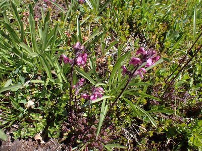 Pedicularis ornithorhynchos, photographed by John Brew