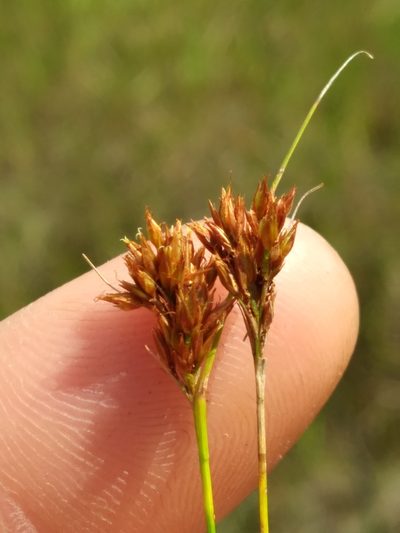 Rhynchospora filifolia, photographed by Scott Ward