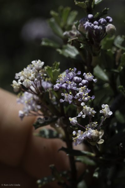Ceanothus sonomensis, photographed by Ken-ichi Ueda