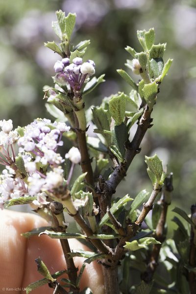Ceanothus sonomensis, photographed by Ken-ichi Ueda