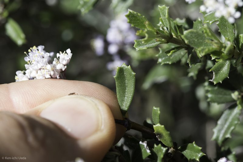 Ceanothus sonomensis, photographed by Ken-ichi Ueda