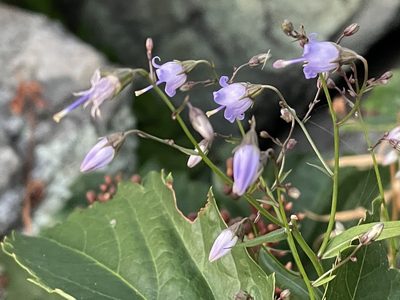 Campanula divaricata, photographed by Brian Gratwicke
