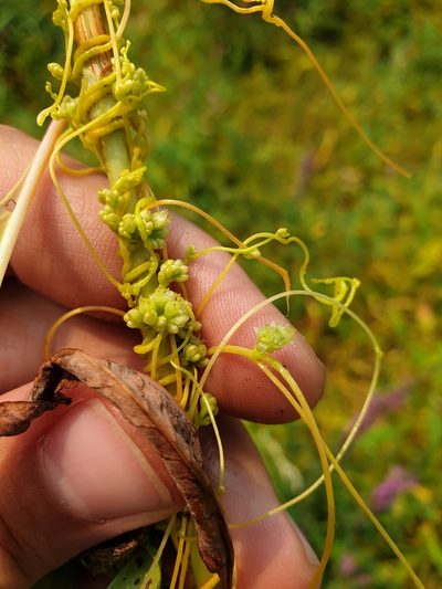 Cuscuta polygonorum, photographed by Étienne Léveillé-Bourret