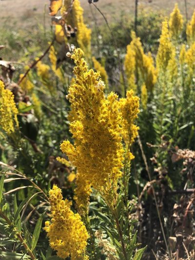 Solidago elongata, photographed by Jared Shorma