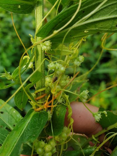 Cuscuta polygonorum, photographed by Étienne Léveillé-Bourret