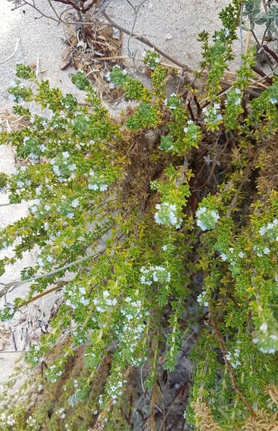 Thymus carnosus, photographed by anasacuta