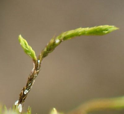 Triquetrella tristicha, photographed by Nicola van Berkel