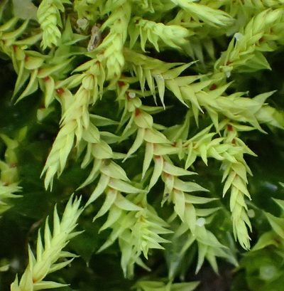 Triquetrella tristicha, photographed by Nicola van Berkel