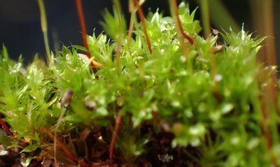 Rosulabryum torquescens, photographed by Nicola van Berkel