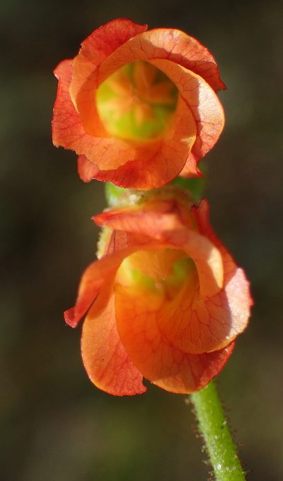 Hermannia diffusa, photographed by Nicola van Berkel