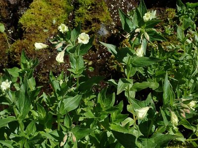 Epilobium luteum, photographed by Nolan Exe