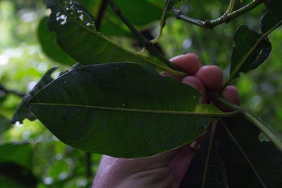 Palicourea elata, photographed by Jake Rehage