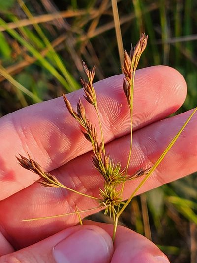 Rhynchospora inexpansa, photographed by Jeff Wilson