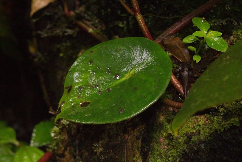 Peperomia hernandiifolia, photographed by Jake Rehage