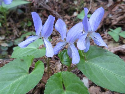 Viola bissetii, photographed by Marco Mussita