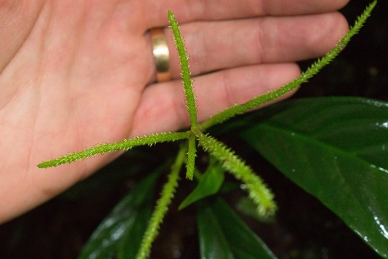 Peperomia lancifolia, photographed by Jake Rehage