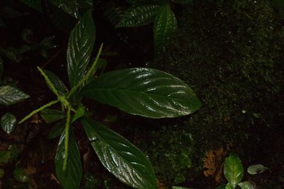 Peperomia lancifolia, photographed by Jake Rehage