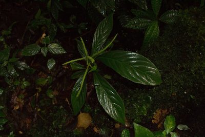 Peperomia lancifolia, photographed by Jake Rehage