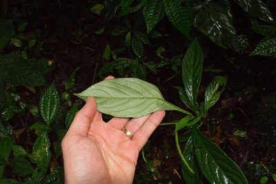 Peperomia lancifolia, photographed by Jake Rehage