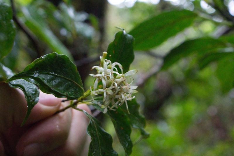 Arachnothryx monteverdensis, photographed by Jake Rehage