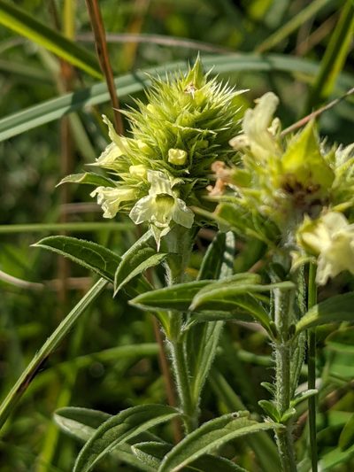Sideritis hyssopifolia, photographed by Denis Bastianelli