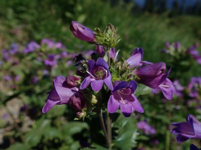 Penstemon serrulatus, photographed by Nolan Exe