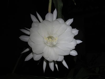Epiphyllum oxypetalum, photographed by Ansil B.R.