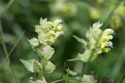 Rhinanthus freynii, photographed by Dario Taraborelli