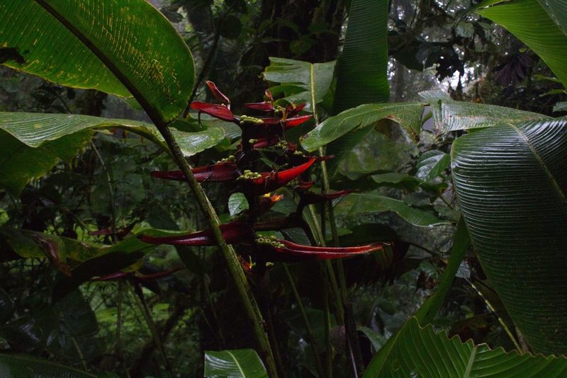 Heliconia monteverdensis, photographed by Jake Rehage