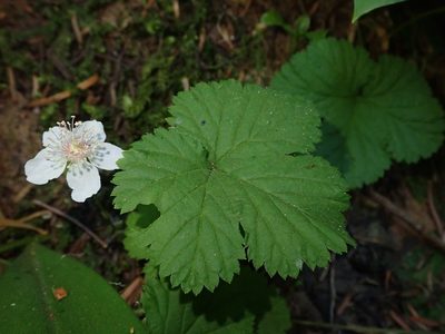 Rubus lasiococcus, photographed by Nolan Exe